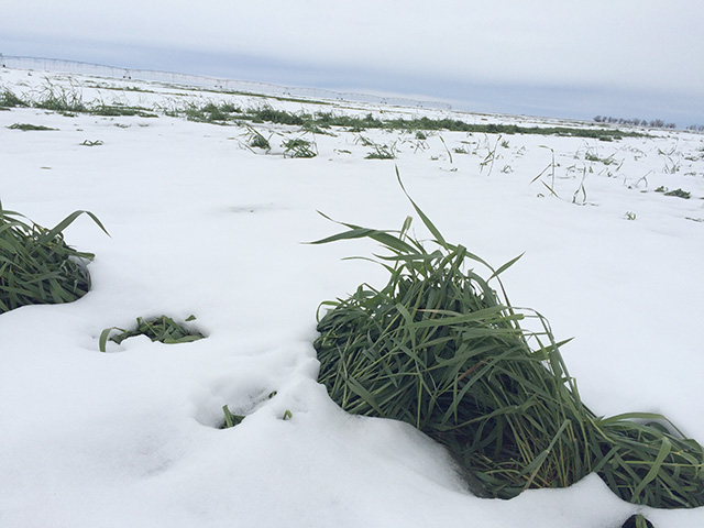 This winter wheat was buried in snow this week in western Kansas. The late snowstorm affected the way farmers have to walk through their insurance options, depending on if their wheat crop had reached the heading stage. (DTN photo by Pamela Smith)